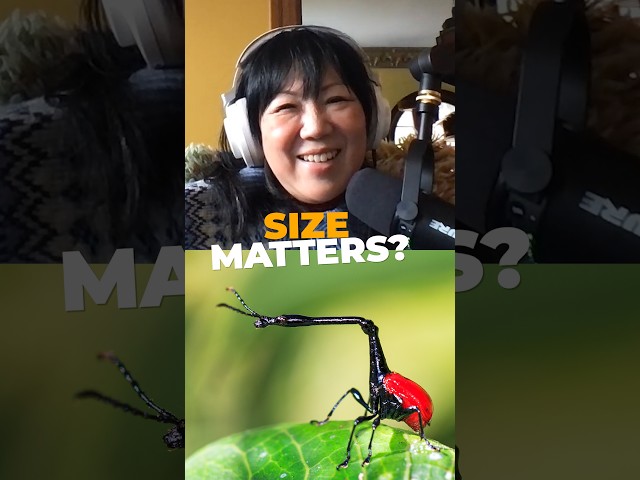 When Margaret Cho says size matters, she's not wrong when it comes to the giraffe weevil! #animals