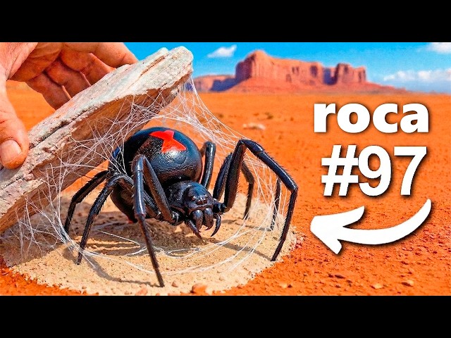 Volteé 100 Rocas en Australia, Aquí está lo que Encontré...