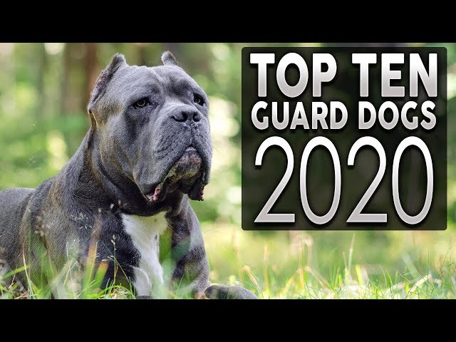 TOP 10 GUARD DOG BREEDS 2020