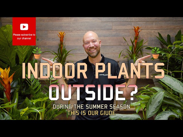 Want to move your indoor plants outdoor - this is your guide 🪴