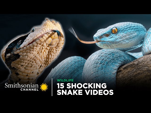 15 Shocking Snake Videos! 🐍 Smithsonian Channel