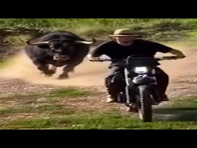 Vídeos que Provam que o Nosso País é uma Comédia 🇵🇹