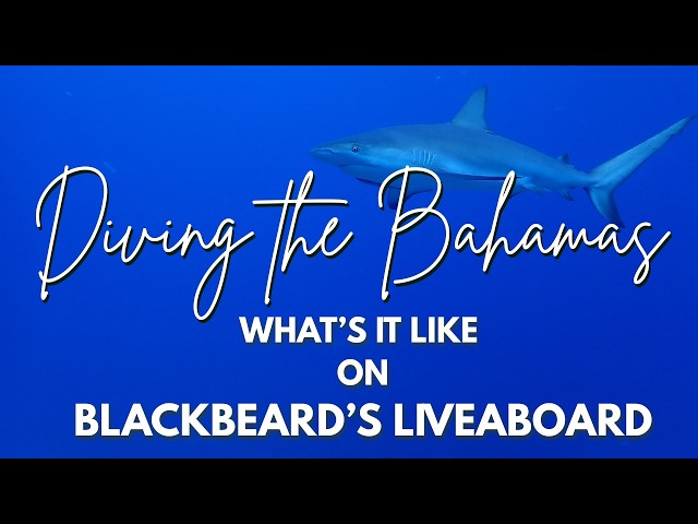 LIVING ON THE WAVES - Experiencing Blackbeard's Liveaboard - Scuba diving the Bahamas