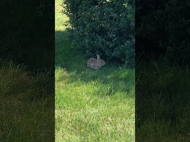 Wild Rabbit FROZEN SOLID MOTIONLESS  #nature #wildlife #cute #bunny #animals #shortvideo #shorts
