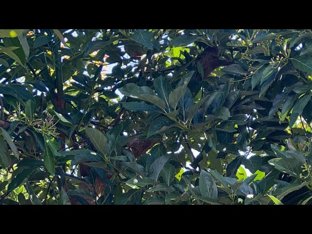 Avocado Pest Investigation