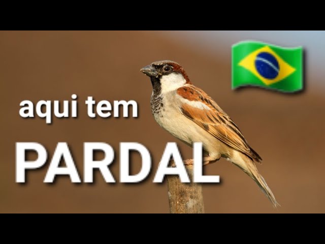 Filma  os Pardal - 🇧🇷 está ao vivo!