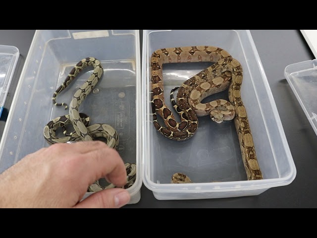 The Difference Between BCC vs BCI with Multiple Boa Constrictor Examples