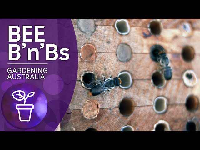 Bee hotel for native bees | Beneficial animals and insects | Gardening Australia