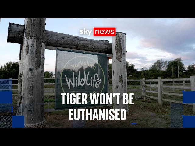 Tiger that 'attacked' a man at Yorkshire park will not be euthanised