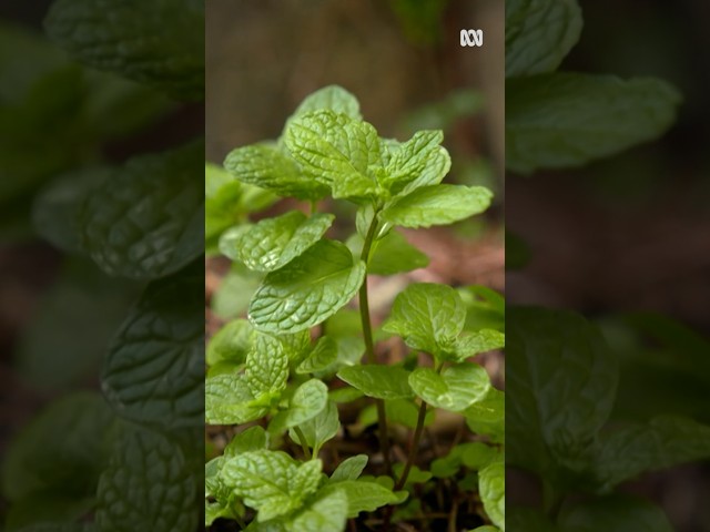 Where's the best spot to plant mint? | Gardening Australia
