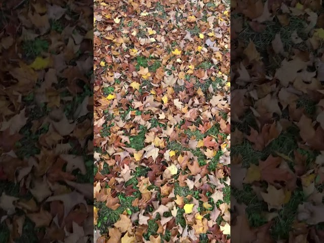 Leaves #shorts