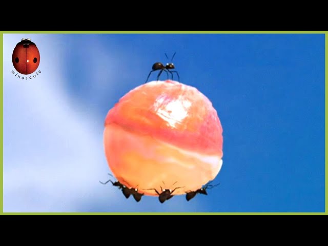 The Quest For The Pink Lollipop | Minuscule