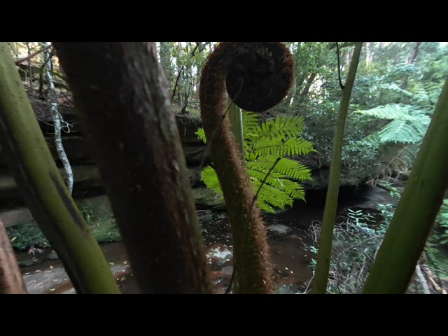fern
