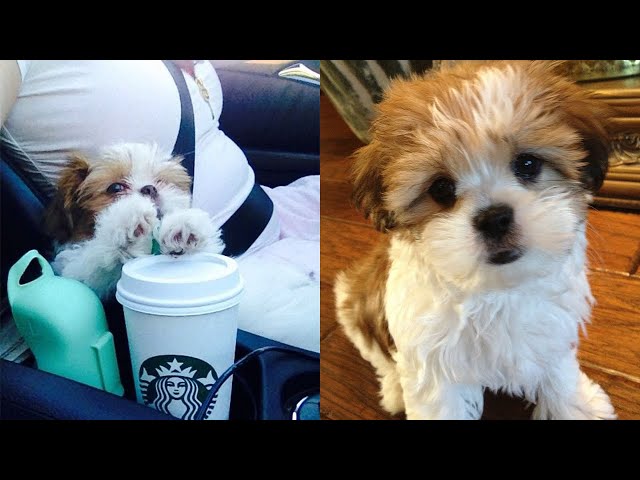 Cute and Funny Malshi Puppies That Will Make Your Day 😍