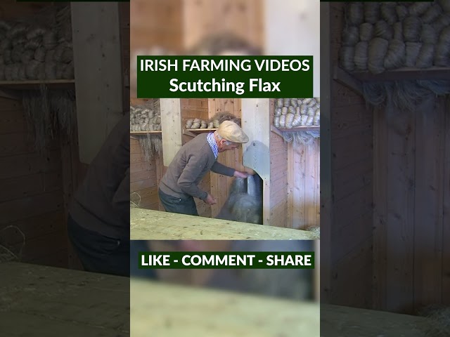 Eugene McConville scutching flax at the family Flax Mill in Dromore Co. Down🧵 #ireland #irishtourism