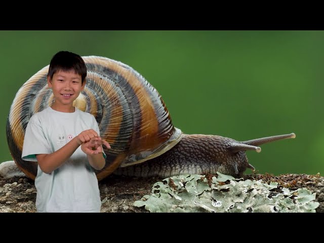 Can You Make a Snail with Your Hands? | Easy Songs for Kids