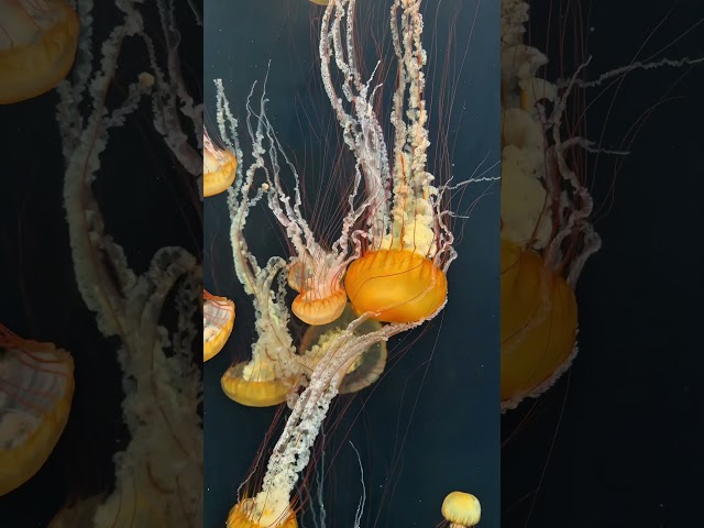 GIANT Jellyfish wall 🪼                   #shorts #shortvideo #short