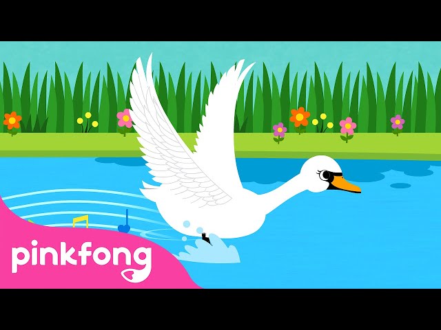 Angsa yang cantik | Lagu Binatang | Kartun & Lagu Anak | Pinkfong dan Baby Shark