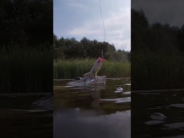 ХИЖАЧКА ПІДВОДНИХ ДЖУНГЛІВ#shorts