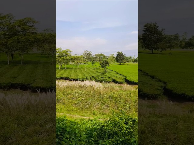 ট্রেন থেকে দেখলাম চা পাতা গাছের বাগান। #viralshorts #viralshorts #trending #foryou #reelvideo #viral