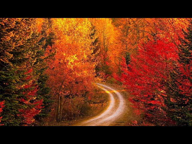 "Autumn Golden Pathway" Beautiful Relaxing Music, Peaceful Soothing Instrumental Music by Tim Janis