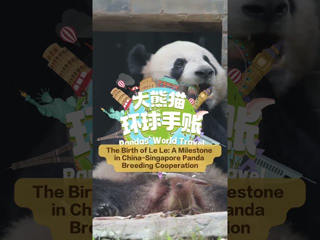 Birth of Le Le: A Milestone in Sino-SG Panda Breeding Cooperation | iPanda【Pandas’ World Travel】