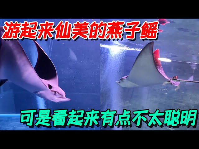 The swallow ray has such a beautiful figure, but it has a tractor-like head!