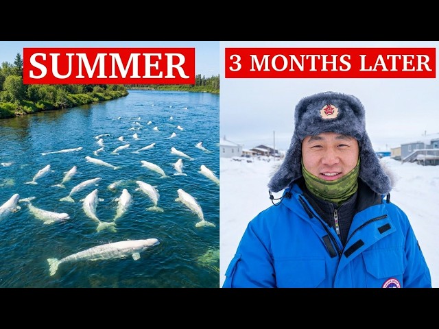 Tour of Churchill, Manitoba: HUNDREDS OF BELUGA WHALES in Summer!! But 3 Months Later...[Episode 11]