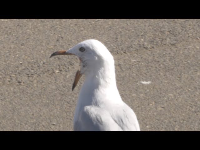 Planet Earth: The Seagull