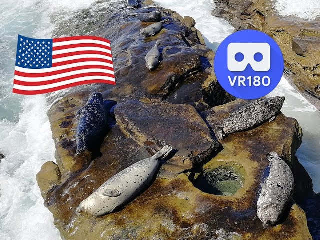 San Diego Attractions: Children's Pool La Jolla & Seal Rock - California (VR180 3D Video)