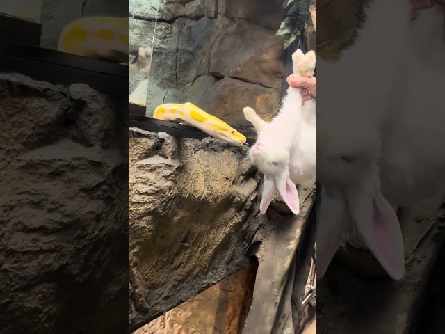 Burmese Python Takes Down Huge Rabbit! #snake