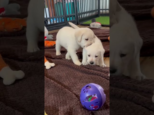 Crazy Lab Puppy Wrestles. 9 Adorable 1-Month-Old Labrador Retriever Puppies Playing #cutepuppy