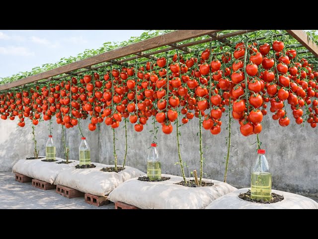 Old Bags, Big Tomatoes: A Tomato Growing Trick That Will Surprise Everyone.