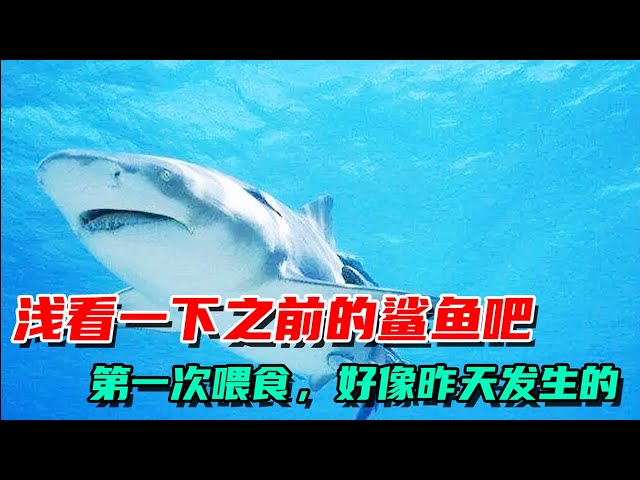 The new shark can't arrive, let's take a look at the previous shark! 【Der's pushy Wang Xiaoguai】