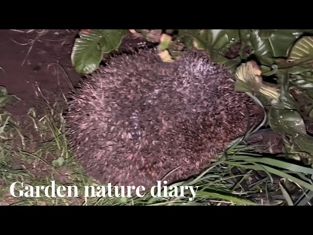 🐦‍⬛ Garden nature || September 2026 diary