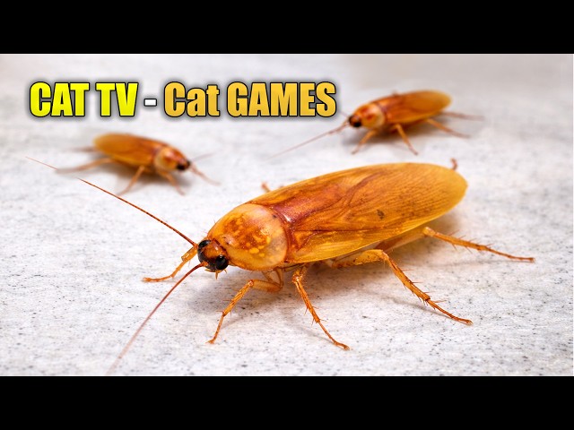 Cat GAMES 🪳 Cockroach Video for Cats to Watch 🪳 Cat TV