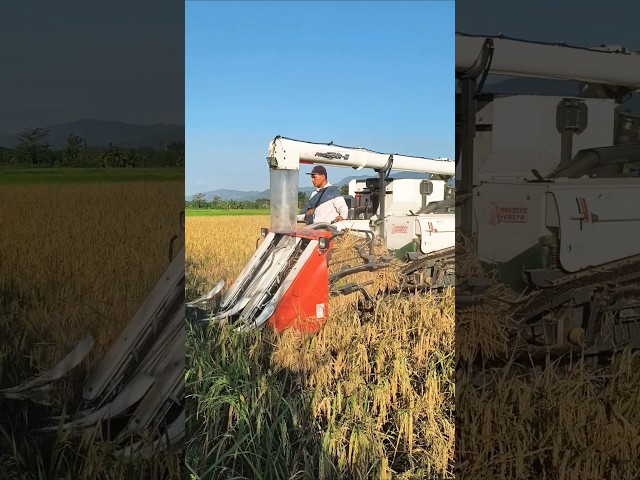 COMBINE HARVESTER KUBOTA ALA JEPANG eps 94 #kombisawah #combineharvester #kubotatractor #kubota