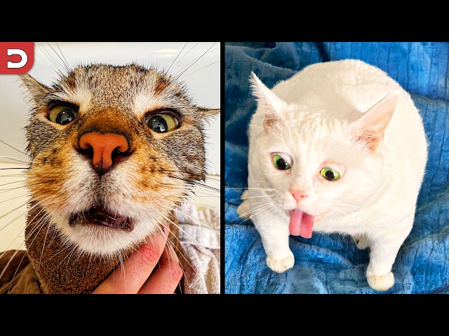 Funniest Cat Videos Ever (Part 2)