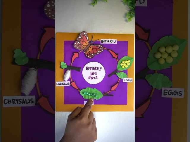 Butterfly Life Cycle Model | Easy 4 Stage DIY Science Project | DIY Butterfly Metamorphosis Model