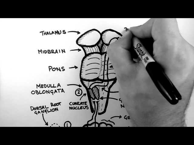 Spinal Pathways 2 - Dorsal Column - Medial Lemniscus Pathway