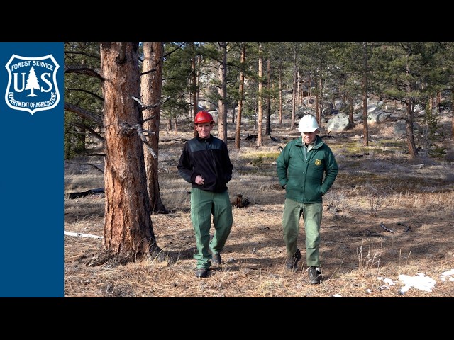 Step by step: Forests of the future