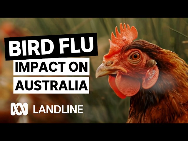 Poultry and egg production under threat with newly arrived bird flu | Landline | ABC iview