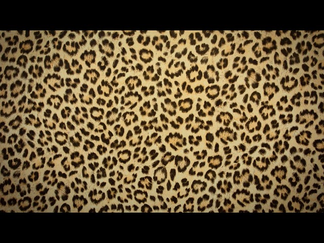 Leopard Print Aesthetic – 5 Hour Loop Background