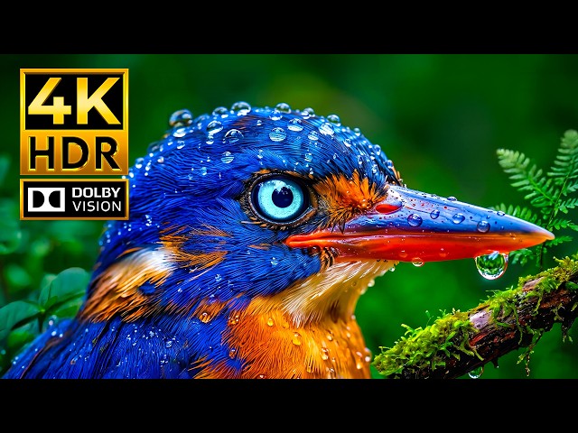 Spectacular 4K HDR Dolby Vision in Smooth 120 FPS | OLED Showcase (4K Video • 8K Ultra HD TV)