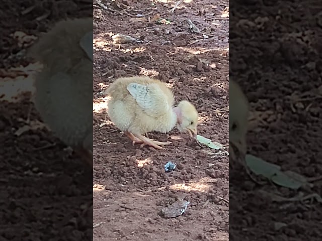 Pintinhos Melhorado