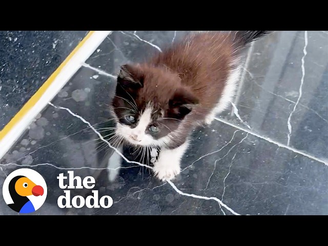 Freezing Kitten Tries To Get Inside Buildings Until Someone Finally Helps Him | The Dodo