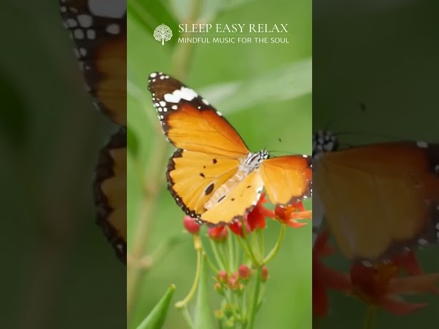 Tranquil Nature Serenity 🌿 #Nature #Serenity #Relaxation #Shorts