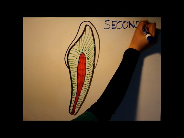 What is Dentin?