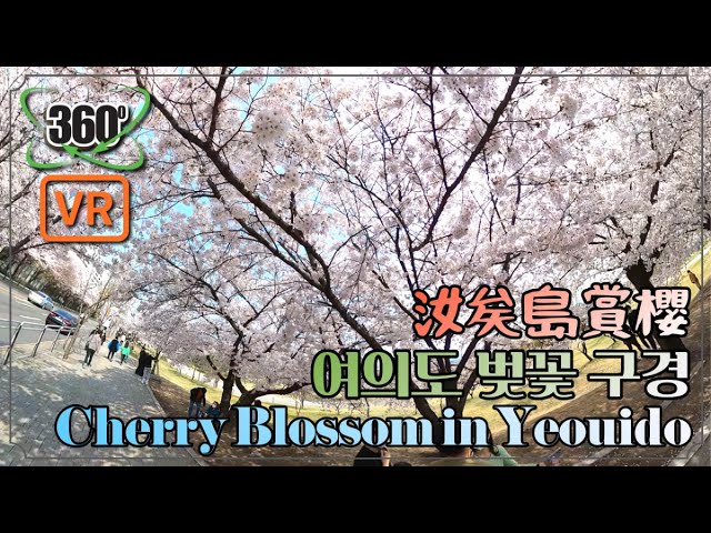 360° VR-5KㅣCherry blossom in YeouidoㅣFeel the spring in Seoul, Korea.