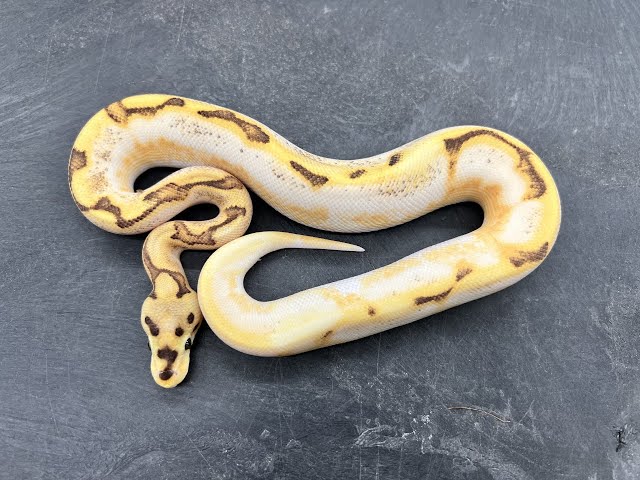 Incredible Calico Ball Python combos!  What do these things look like as adults?